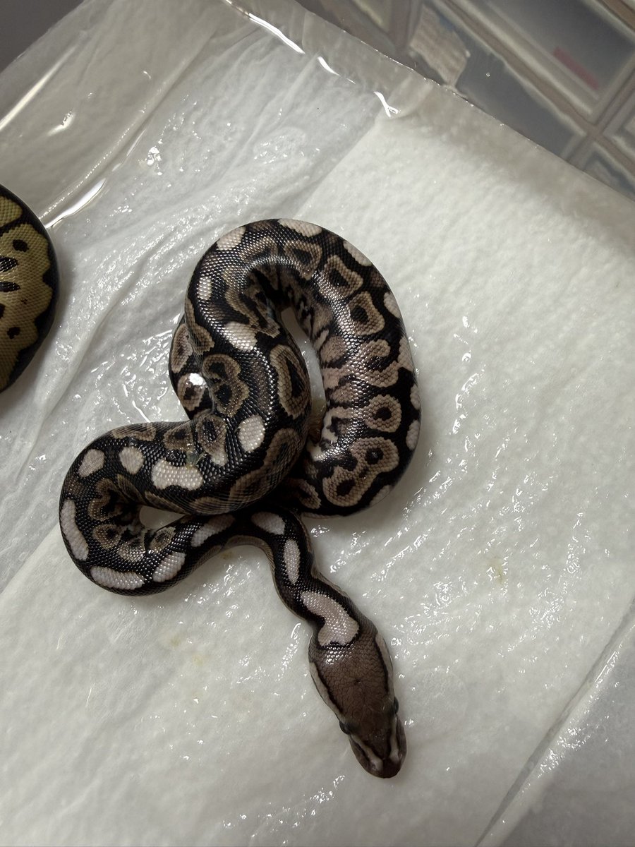Python_regius44's tweet image. Cinnamon  Spotnose 66%het Clown ♂ ✖️ Clown ♀