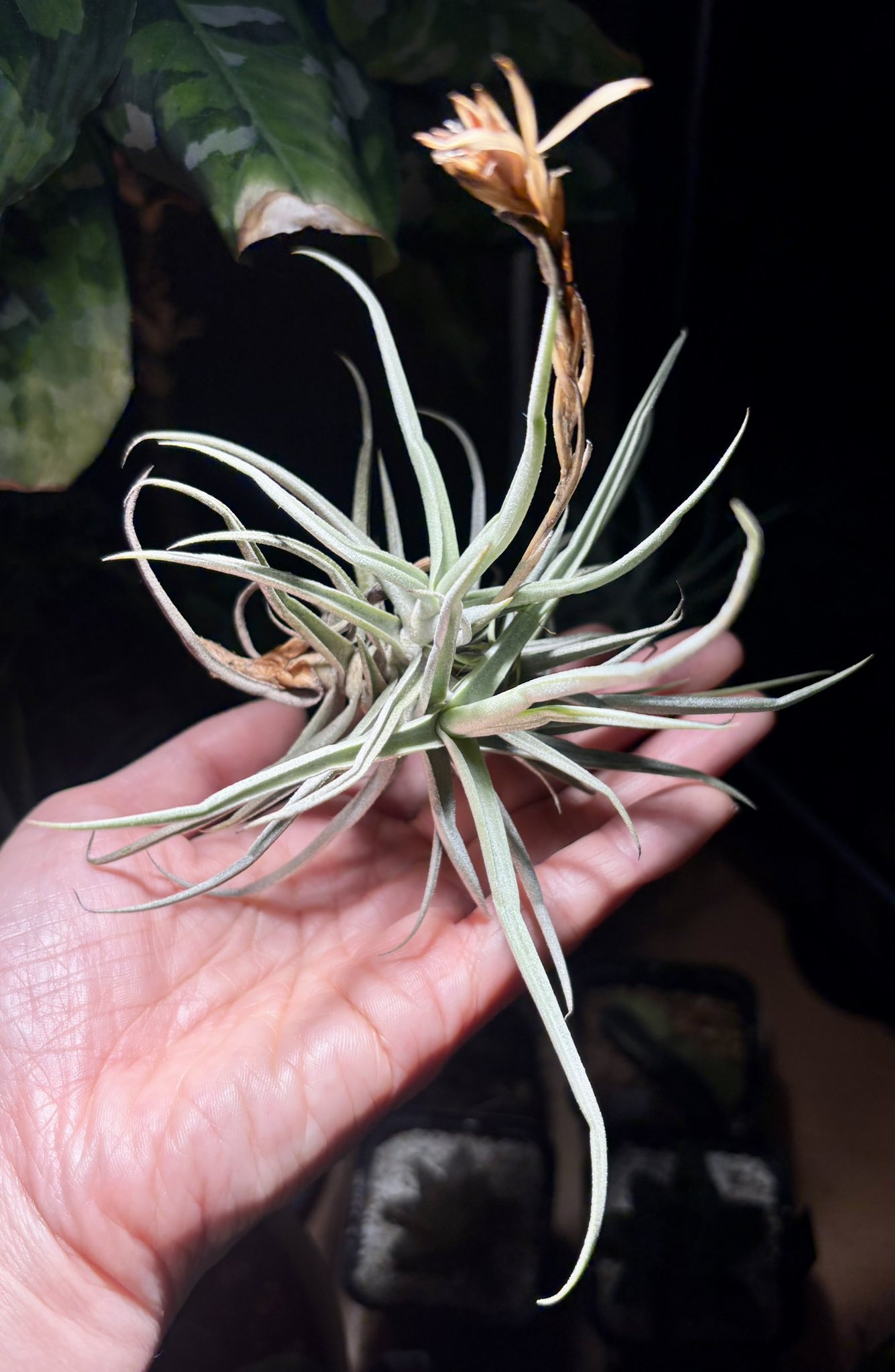 銀ちゃん多肉時々モンキー♡様 銀ちゃん多肉時々モンキー♡様 銀ちゃん多肉時々モンキー♡様