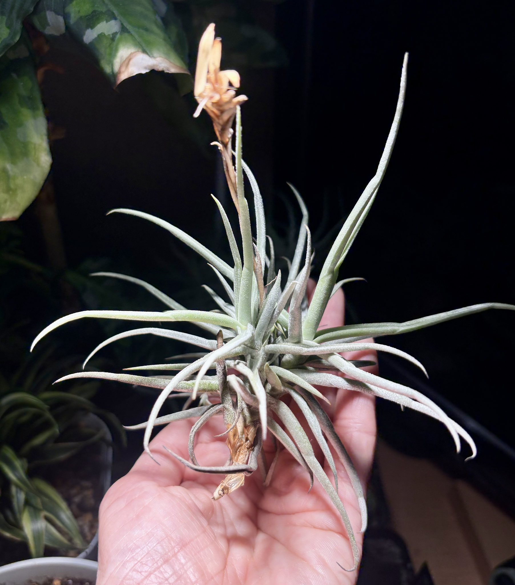 あすと@sweets&plants🍡🪴 (@ast_sweets) / X