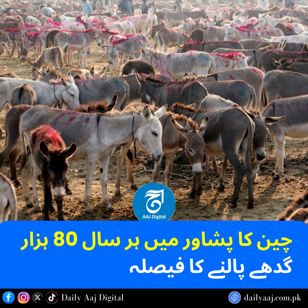 aajdigital's tweet photo. چین کا پشاور میں ہر سال 80 ہزار گدھے پالنے کا فیصلہ...
Read more: https://t.co/LiM3RDG6UE
#DailyAajDigital #news #trending #foryou #ChinaPakistanProject #DonkeyFarming #PeshawarNews #LivestockInvestment #DonkeyExport https://t.co/w6rE7mKlWx
