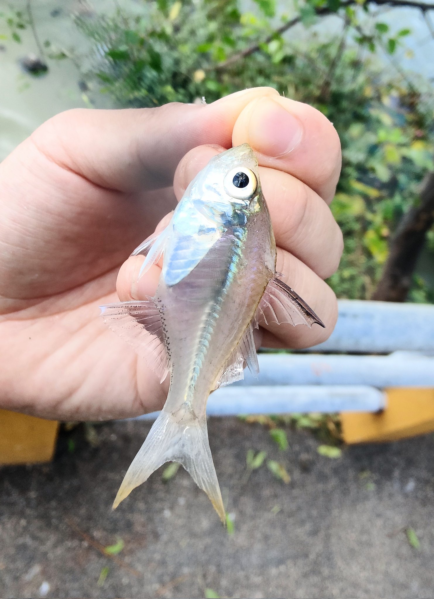 【まーちゃんさま】* vintage ❀ シルバーの かわいいお魚さん 魚 タコ イカ ぬいぐるみ 水族館 おもしろ雑貨 カワチ のび