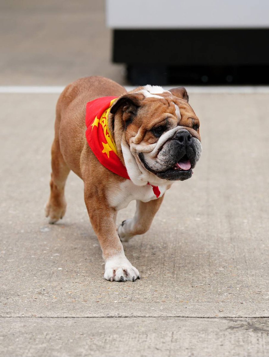f1speed_indo's tweet photo. Roscoe lebih dari sekedar hewan peliharaan.

Tapi dia adalah bintang dan sudah jadi ikon di F1 yang setia menemani Lewis Hamilton. Kehadiran Roscoe di paddock selalu berikan senyuman dan kehangatan di tengah panasnya persaingan di sirkuit.

Selamat jalan dan salam untuk Coco di sana ✨