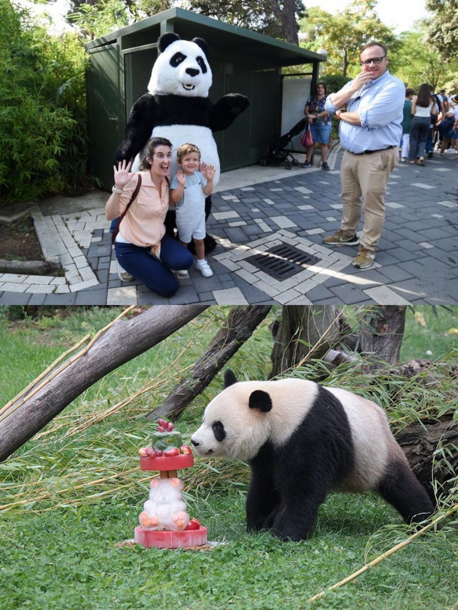 work_worth's tweet image. A pair of giant #pandas just turned 5 at Zoo Aquarium #Madrid—complete with adorable fruit-filled “cakes”!

May these fluffy ambassadors, like the friendship between China and Spain, grow ever healthier, stronger, and full of sweetness.