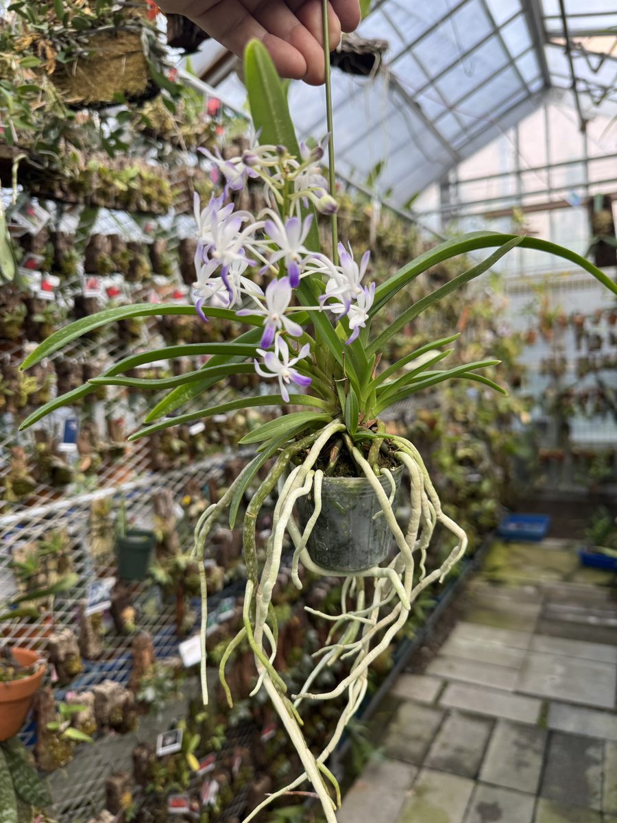 coconut⭐︎'s花笠 京都洋蘭会～今月の花 2008年 1月