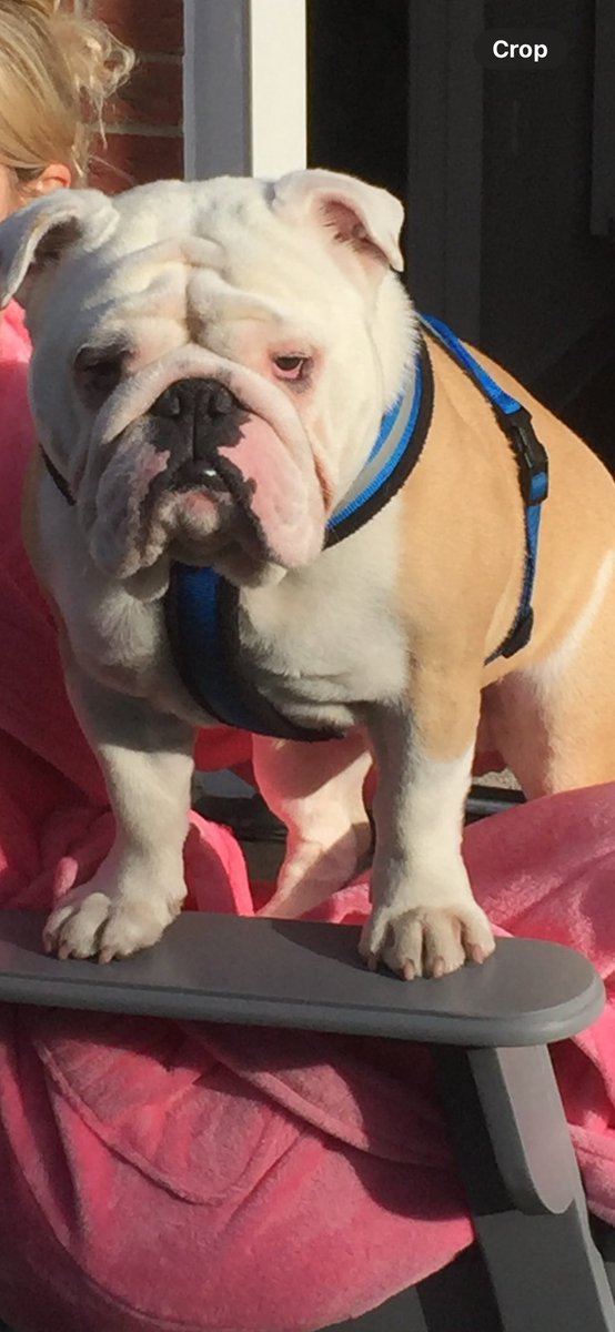 steven smith tweet media