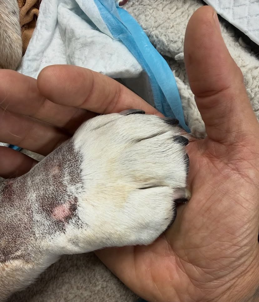 Blog Fórmula 1 tweet media