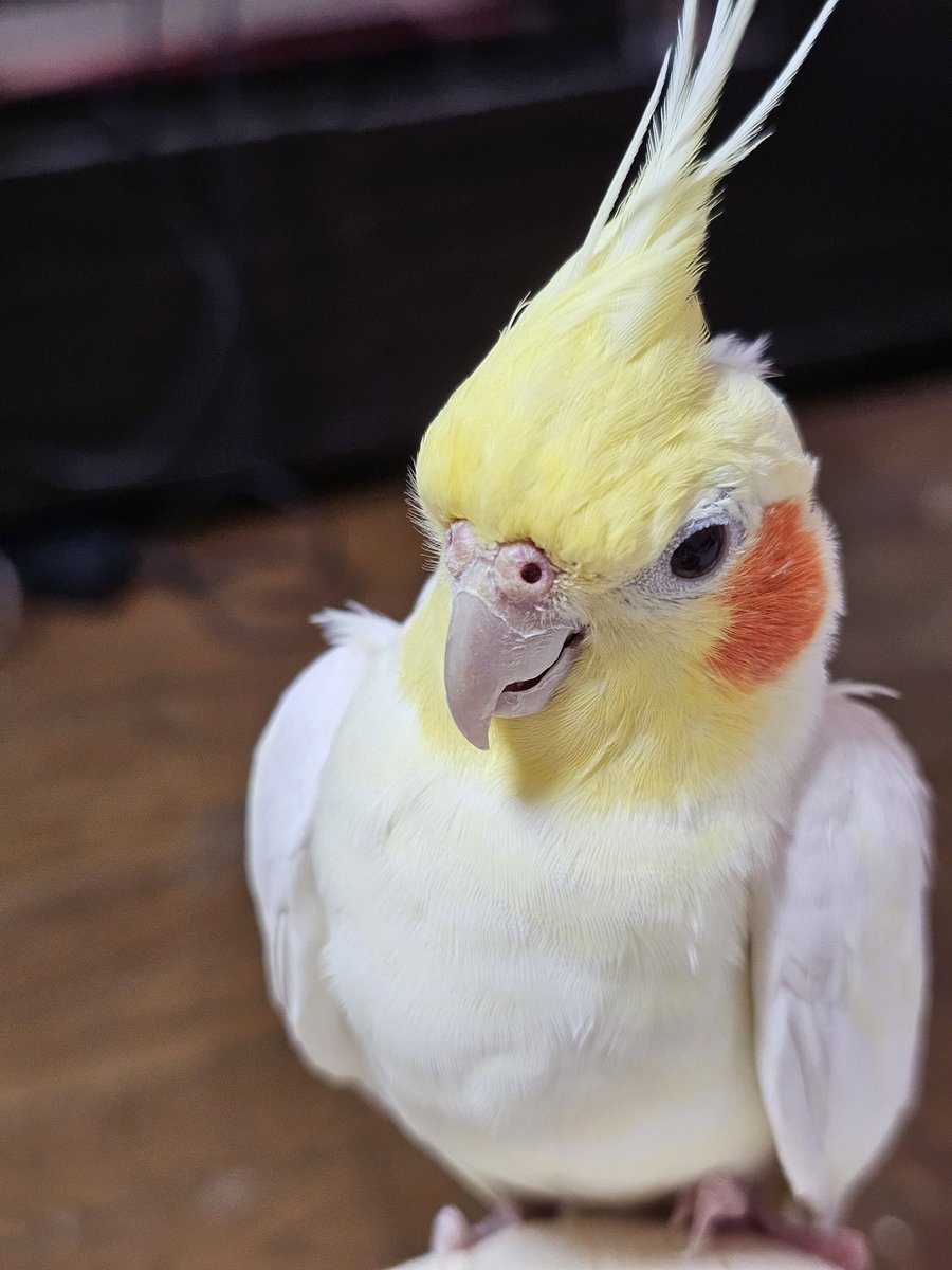 ボク、換羽でボッサボサなんよ～

ボサボサ感出てる？

#オカメインコ