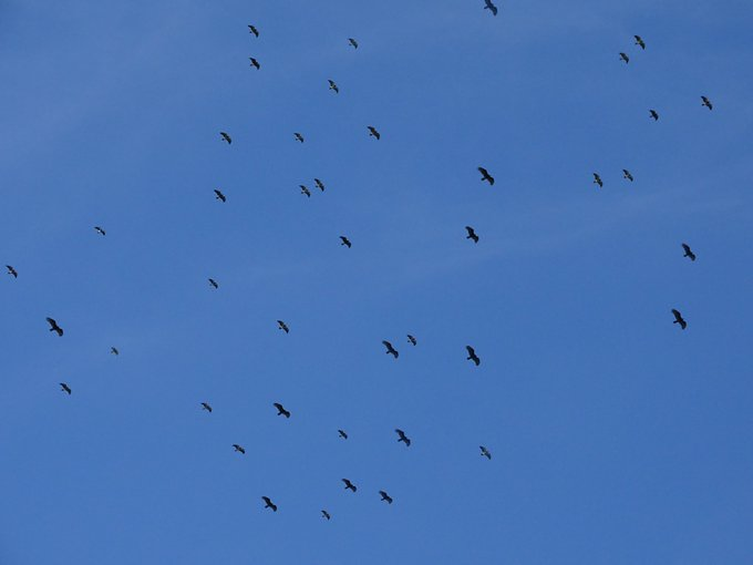 ElSalvadorBirds's tweet photo. Los Azacuanes (del náhuat AT = AGUA y ZACUA=Acarrear o Cerrar), o "los que se llevan las agua" son un grupo de diferentes especies de aves que vuelan en grupos por los cielos Mesoamericanos desde tiempos ancestrales cuando cambia de estación de lluviosa a seca o viceversa. https://t.co/uCxC1Hobou