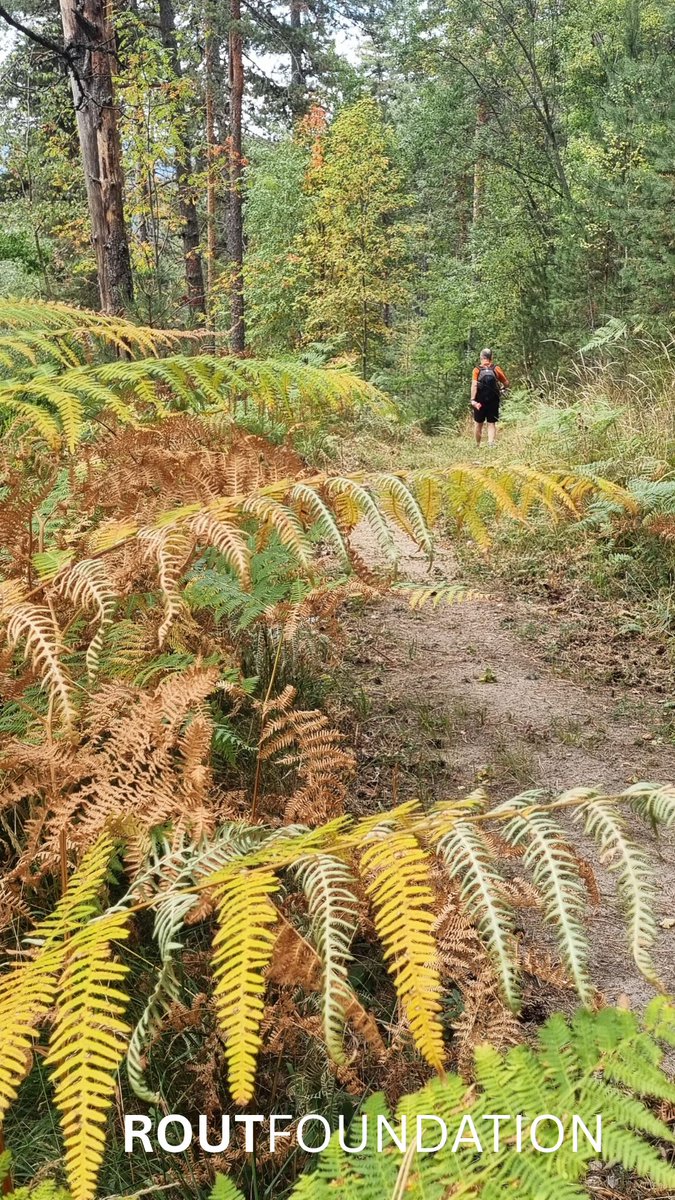 ROUT CLASSIC 100 MILES 2025
Οι εικόνες που μοιραζόμαστε σήμερα προέρχονται από το Εθνικό Πάρκο της Ροδόπης και περί τα 1.500μ. υψόμετρο, εκεί όπου κυριαρχούν τα κωνοφόρα. Είναι τα πρώτα που δοκιμάζονται από την κλιματική αλλαγή, κι όμως συνεχίζουν να στέκουν μεγαλόπρεπα.