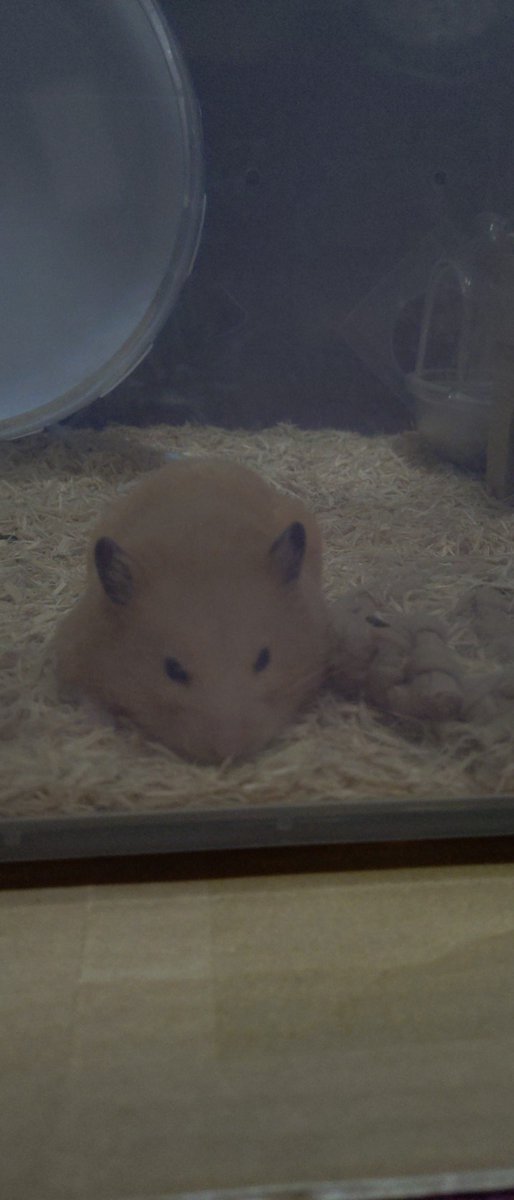 REON21174103's tweet photo. 🐹むさし🐹
30分 部屋散歩したらゲージに戻ってすぐにダウン😧 https://t.co/xWJhlG8jis
