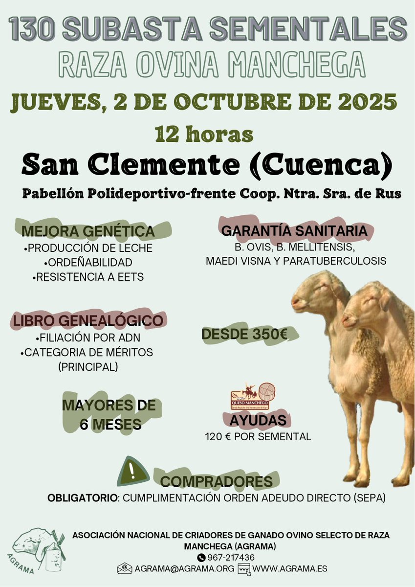 _AGRAMA's tweet image. El próximo 2 de octubre celebraremos la 130ª Subasta de Sementales de raza Manchega en San Clemente, la última del año. Aunque seguimos revisando todos los requisitos, tanto genéticos como sanitarios, se espera una oferta cercana a los 80 sementales.
¡No pierdas la oportunidad!