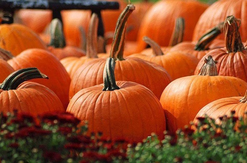 It's time to pick a pumpkin! Hop aboard the train in Unity for a train ride to our pumpkin patch to pick your pumpkin.  

fareharbor.com/embeds/book/be…

#Fall #Pumpkins #Pumpkinpatch #Maine #Event #Attractions #fallfoliage #MaineFun #Vacationland #ThingsToDo #MaineEvent #Familyfun