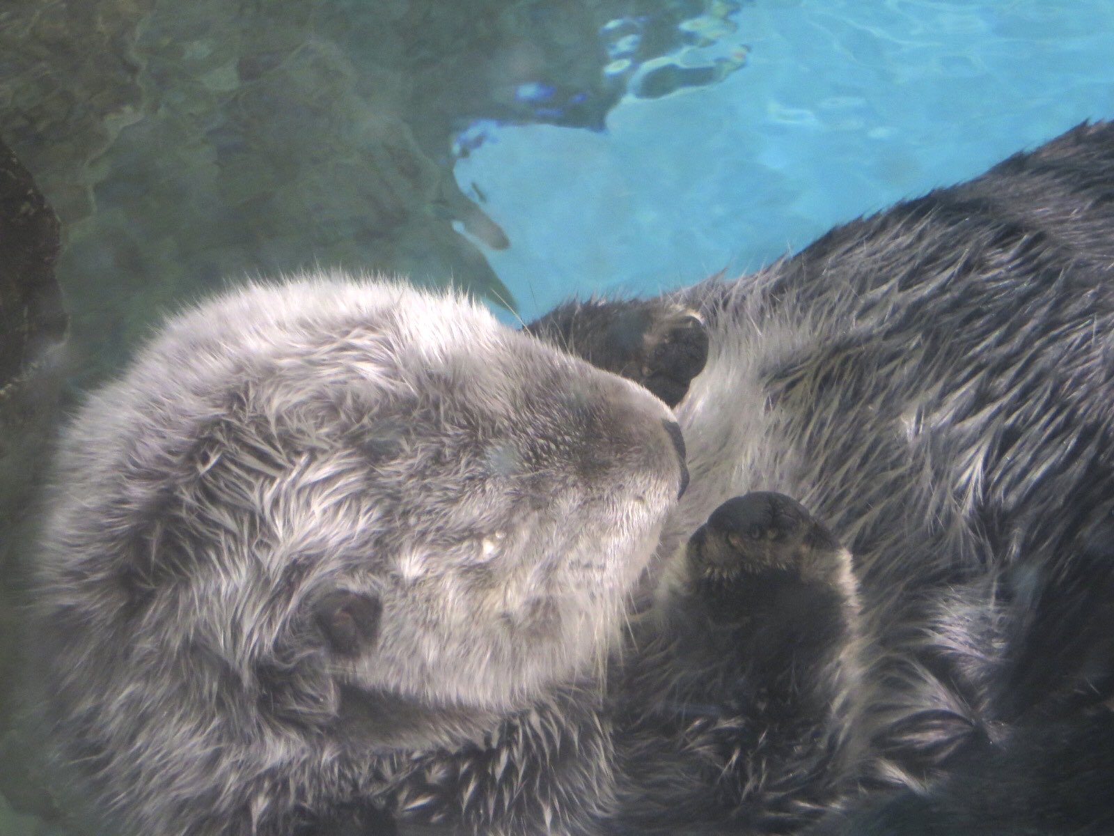 ラッコのコタロウ 鳥羽水族館ラッコ飼育40周年記念BOOKの制作が決定！ | 鳥羽