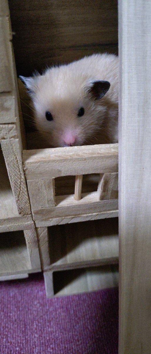 REON21174103's tweet photo. 🐹こむぎ🐹
部屋散歩で名前を呼んでも どこにもいないと思ったら 密かにジャングルジムの隅に隠れてた😅 https://t.co/S0AohjWM7r