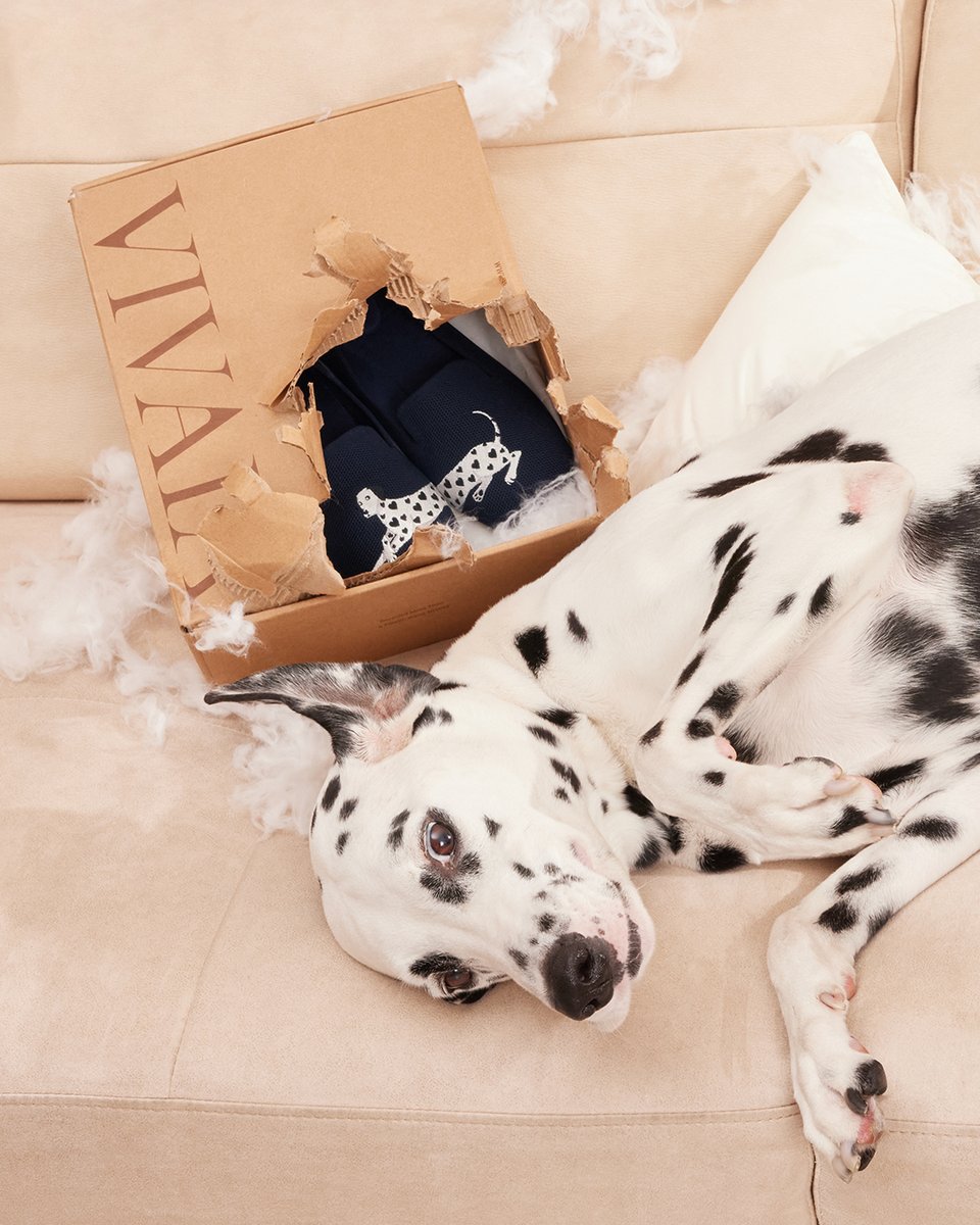 vivaia_official's tweet image. Bad News: My room was destroyed.
Good News: My favorite shoes were unharmed.
Great News: My dog couldn’t be more proud of herself 🤣

reurl.cc/LnOaba

#VIVAIA #VIVAIAAudrey #Pawrent #Loafers #VIVAIALoafers