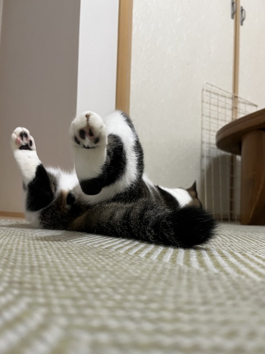 ずこ〜
#ねこ #猫の顔に猫