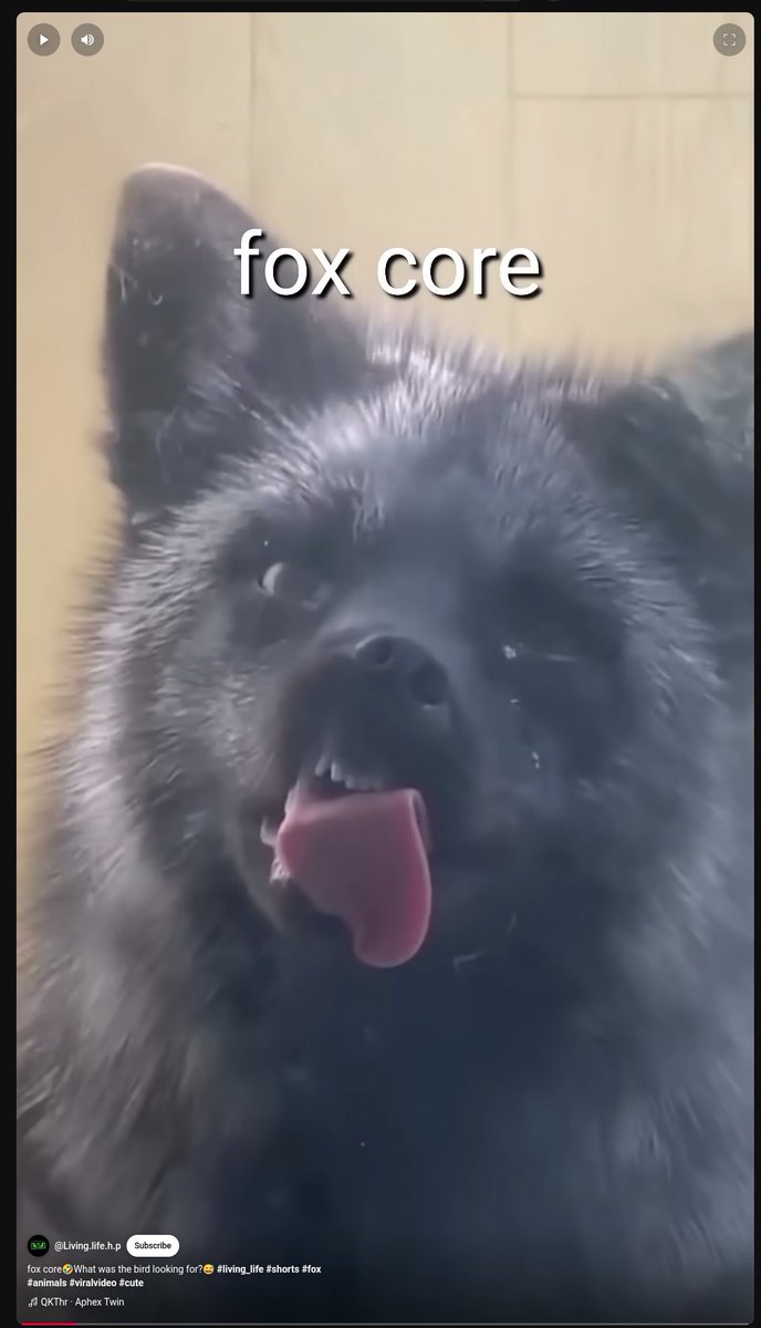 KyootFox's tweet photo. @AydanFox Window Licker... https://t.co/TK6C3szpXL