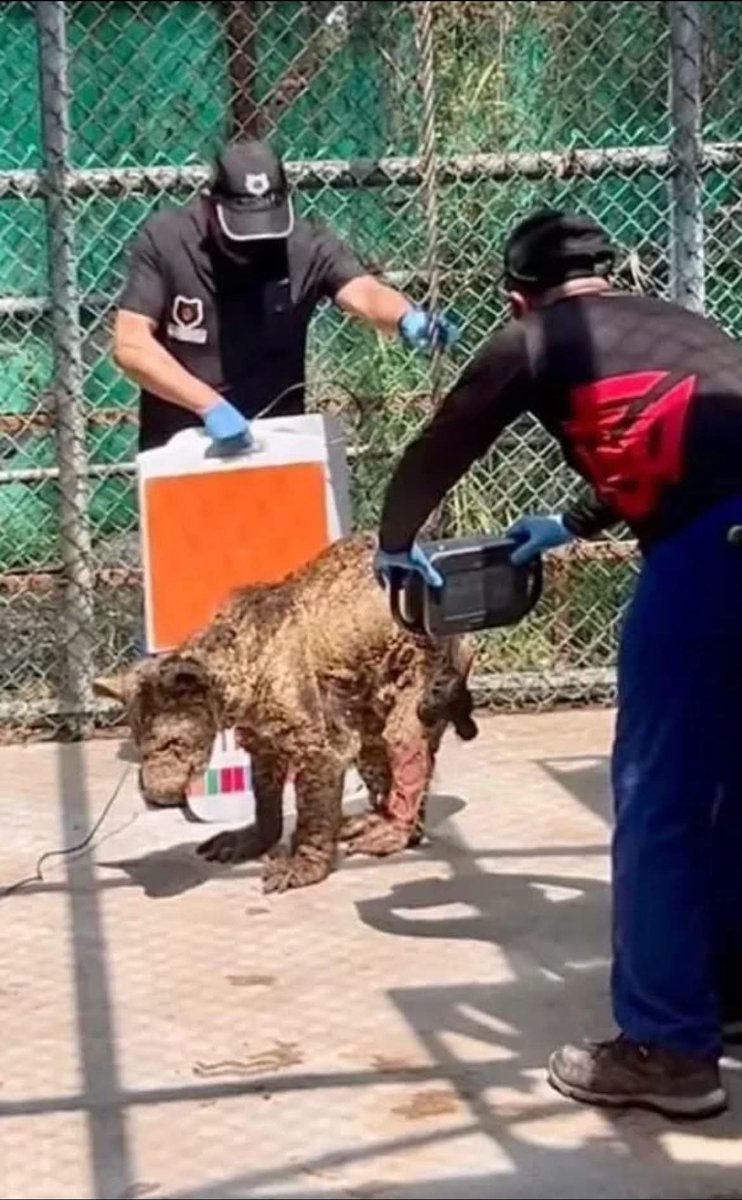 ⭕️🐻|| La Procuraduría Federal de Protección al Ambiente (PROFEPA) informó que, la osa Mina, quien se encontraba en malas condiciones en el zoológico La Pastora de Monterrey, fue trasladada vía aérea a Hidalgo, donde ya recibe atención en las instalaciones de la Fundación