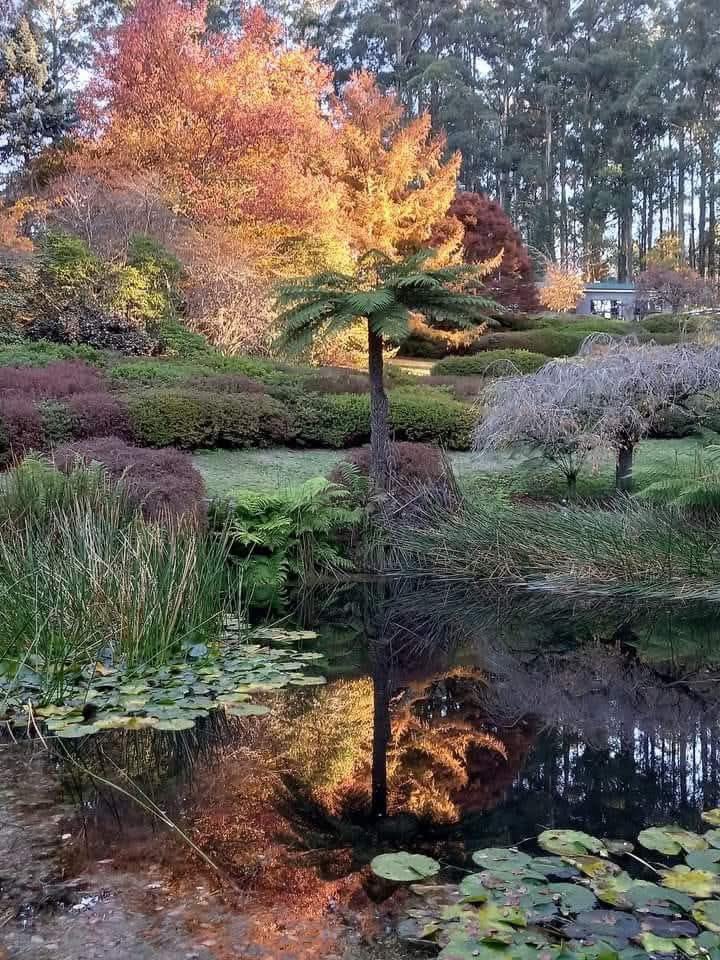 Melbourne_vic1's tweet image. The Rhodedendron Gardens in Olinda !
#Melbourne #Australian