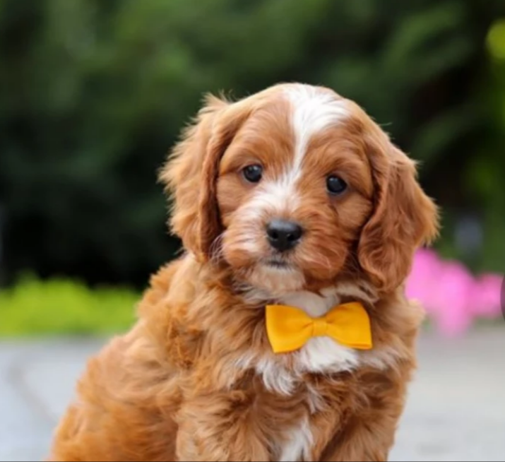 Infernus_sl's tweet photo. Ready to add a furry member to your family? 😍 A smart, loving, and incredibly cute Cavapoo could be the perfect companion!

See all the available puppies in California right now! https://t.co/Zbb1L1ouXo

#CavapooCalifornia #DogForSale #Puppy #FamilyDog  #LosAngelesPets https://t.co/VI1GKKypPt