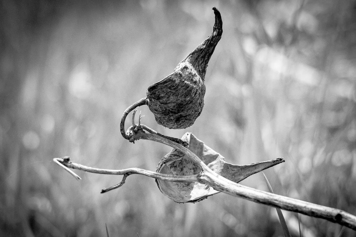 eraser's tweet image. What Kills Information
How Obsolete Cognitive Structures Kill Living Information
The New Hudson River School 
#information #communication #cognitive thenewhudsonriverschool.substack.com/p/what-kills-i…