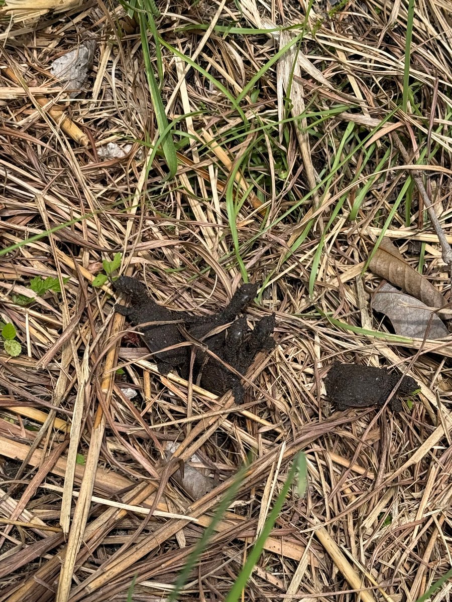 EvergladesNPS's tweet photo. As summer ends, new life emerges! Tiny Florida softshell turtles (Apalone ferox) face challenges to adulthood. Slow down and observe them safely.
More info on park reptiles: https://t.co/BU7fam7sUf
#EvergladesNationalPark #Everglades #FloridaSoftshellTurtle #hatchlings https://t.co/aquApiyEwk