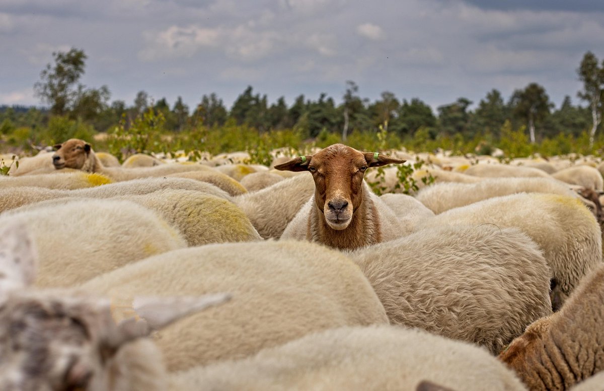 Las ovejas🐑 y las cabras🐐 se convierten en aliadas poderosas contra el fuego🔥. No visten uniforme ni manejan maquinaria, pero su labor transforma el paisaje y resguarda la vida.

quesoloscameros.com/cultura-queso/…

#nuevopost #culturadelqueso #sectorprimario #cortafuegos #oveja #cabra
