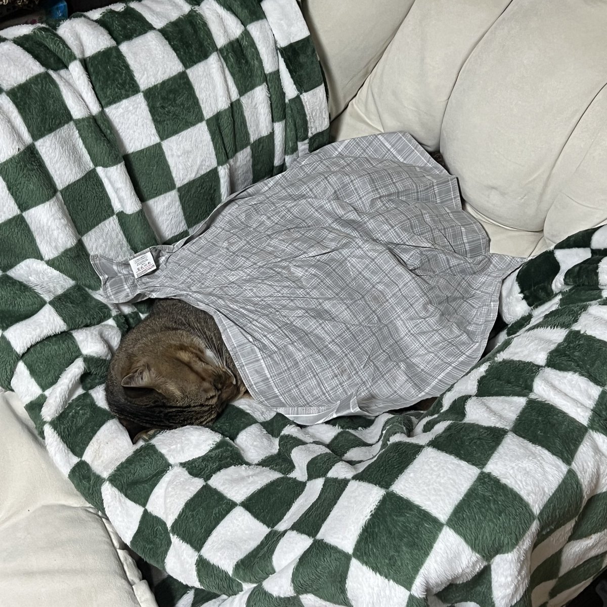 _epdl's tweet image. 흔들의자를 들인 이후로 고양이들이 너무 행복해