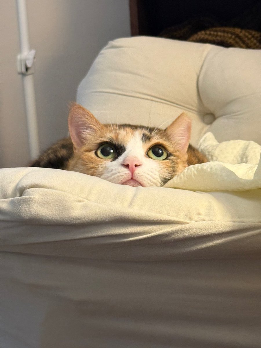 _epdl's tweet image. 흔들의자를 들인 이후로 고양이들이 너무 행복해