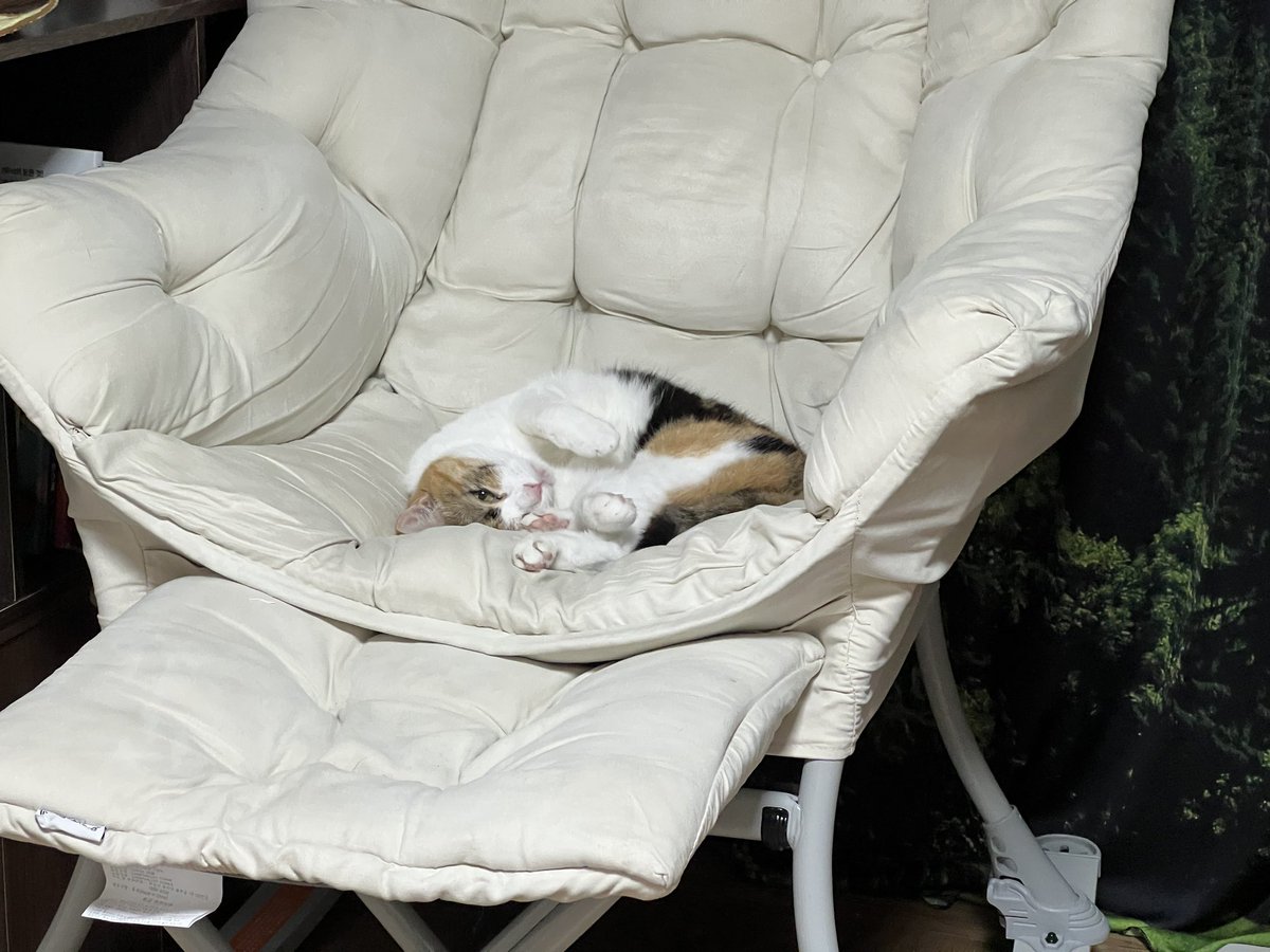 _epdl's tweet image. 흔들의자를 들인 이후로 고양이들이 너무 행복해