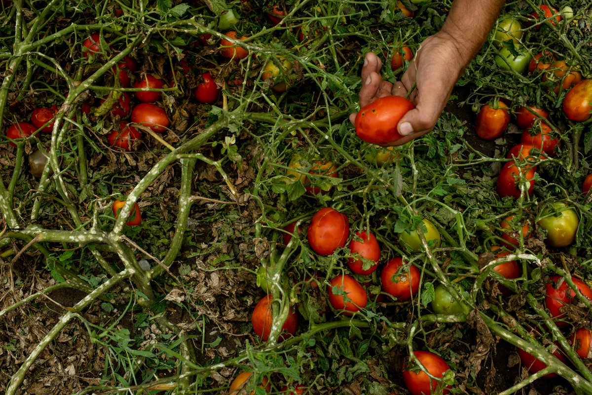 💚Per les persones. Per al planeta.

📅 29S – Dia Internacional contra les Pèrdues i el Malbaratament Alimentari.

Més del 40 % dels aliments produïts es perden o es malbaraten cada any.

És urgent actuar!

🔗 Consulta el comunicat complet: espigoladors.cat/2025/09/29/com…

📸Jordi Flores
