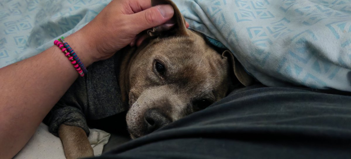 AndyToots's tweet photo. @LewisHamilton I lost my girl in April at 11 due to ill health, sht hurts like hell man. Some people don't appreciate how much they mean to us https://t.co/ya4slE5xkJ
