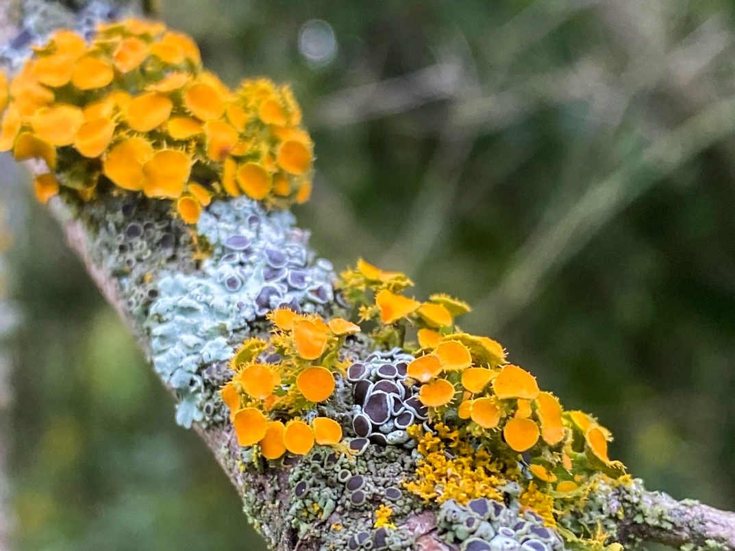 HomesteadNHP's tweet photo. Find gold and see stars @HomesteadNHP!
Golden-eye and star rosette lichen, that is...😂
Lichen is nature's teamwork of fungus and algae! In science, this teamwork is called symbiosis or mutualism
📷: NPS/Jessica Korgie
#Nature #Lichen #Symbiosis #FungiAndAlgae #ParkScience https://t.co/sIqdJGWKmV