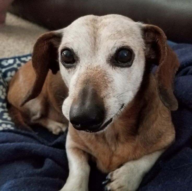 dachshund_heave's tweet photo. My Princess is 19 today https://t.co/h4s7aDI6nn
