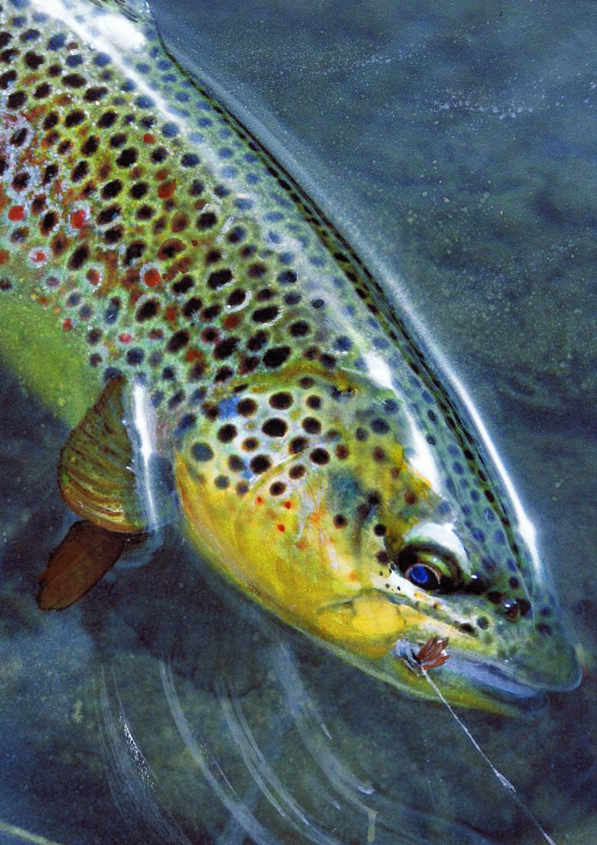 Brown Trout Hooked – Fly Fishing Art Print by Jack Tarpon dogfishart.com/products/brown… #painting #OscarJetson #FishingGift