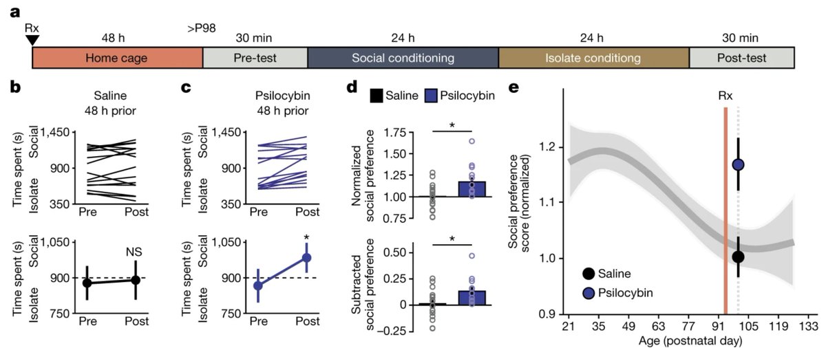 NTFabiano's tweet image. Psychedelics reopen a key developmental period of heightened neuroplasticity in the brain of mice.

These windows may allow for rapid learning that normally close after childhood.