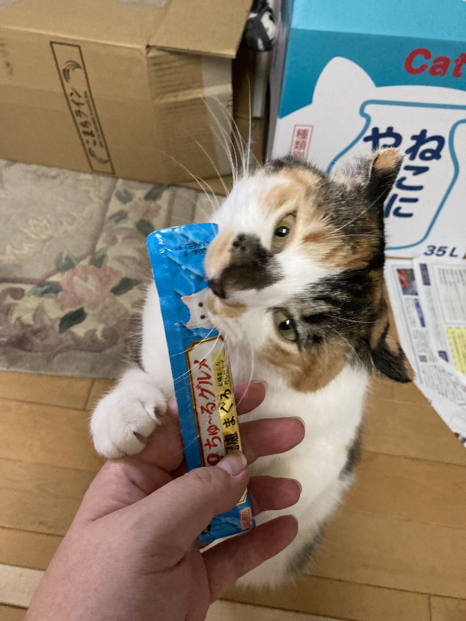 『タイムセール』仲良し猫鍋♡ Amazon.co.jp: マルカン NYANTA CLUB 遠赤外線ホッとヒーター 猫