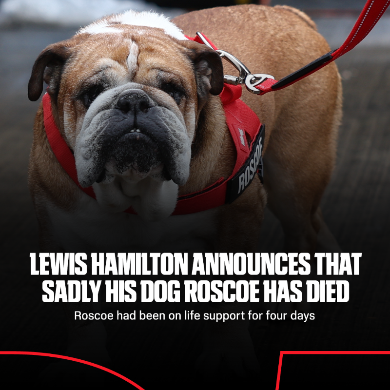 ESPNF1's tweet photo. Lewis has revealed that his dog Roscoe died in his arms on Sunday 💔