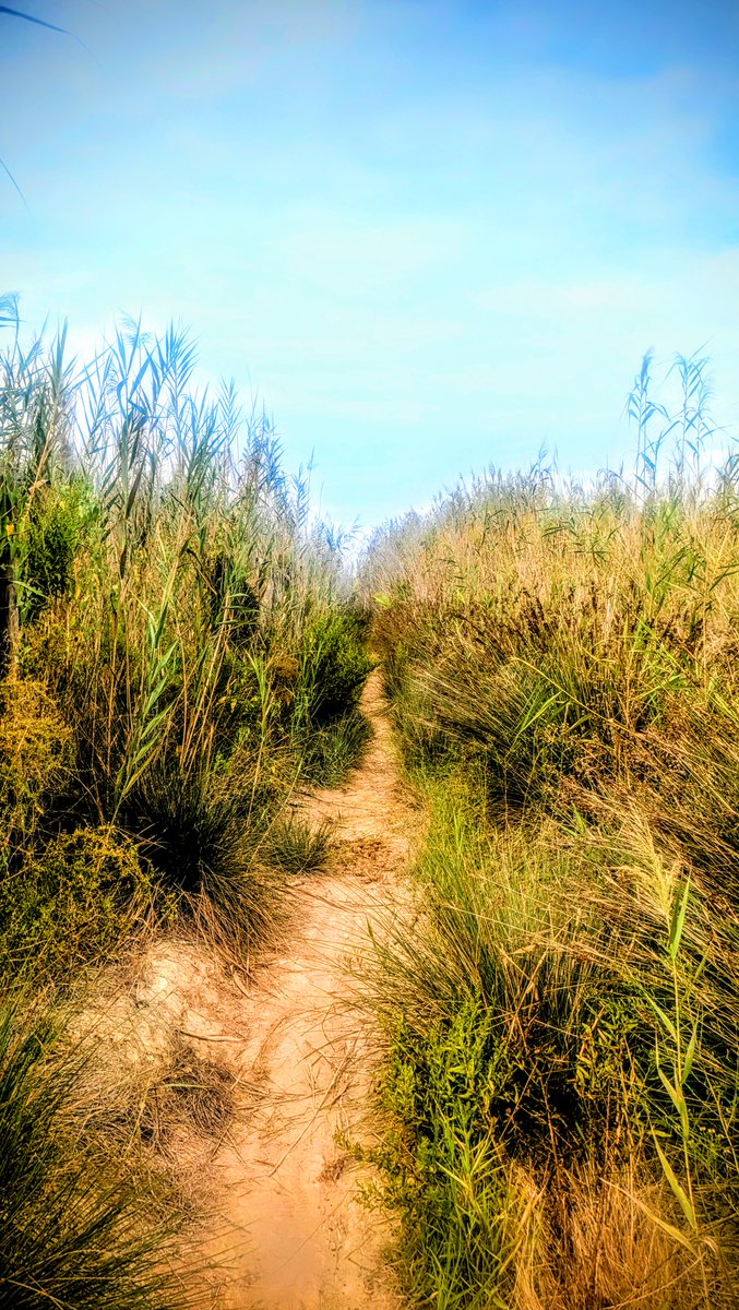 ✨ Maurice Mulvenna ✨ tweet media