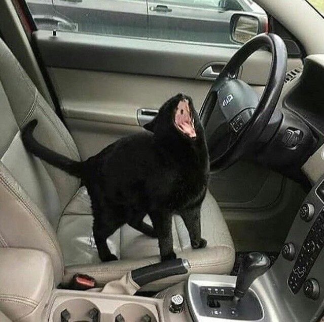 The lion doesn’t concern himself with a headache 

*me outside the gym*