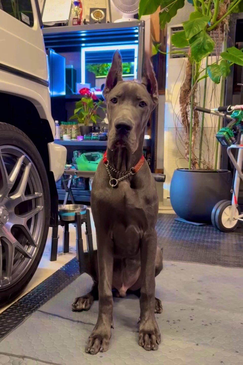 narimi_itoブルーグレートデン専門犬舎 (@narimi_ito) / X