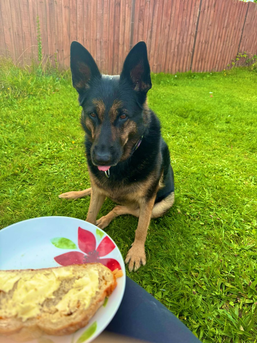 As mums off we have been to visit  Nanny today . I sat in the garden and watched them try to tackle some jobs . Then when the refreshments turned up I decided I’d join in 😋💙🐾