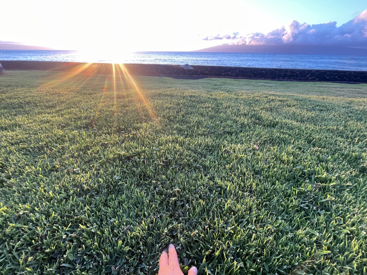 rebron's tweet image. search.brave.com/ask
Last week, I was out touching grass like the cool kids said to do and lion on the best beach in Maui. 
Give Ask Brave a spin.