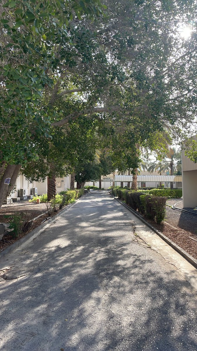 cc3vi's tweet image. عشوائيات رحلة السعي المستمرة