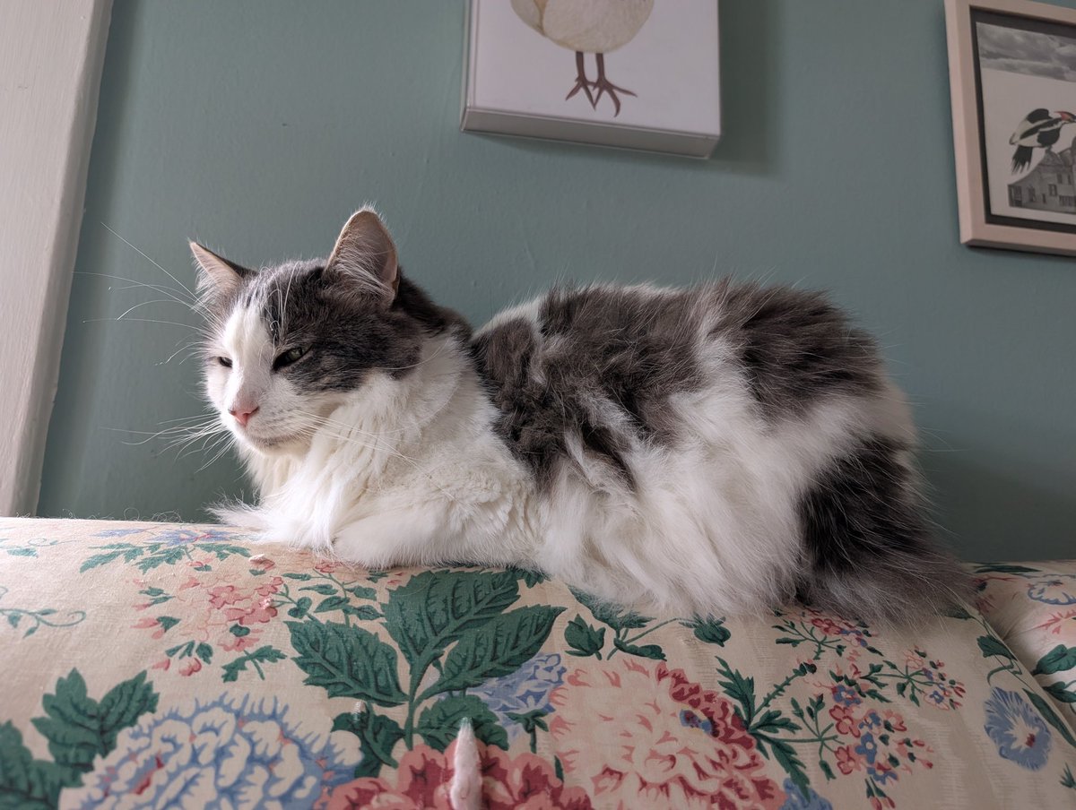 celloMolly's tweet image. @metaculus is hiring for a head of consulting services! We&apos;re fully remote, the team is excellent, come work with me. Cat for visibility?? Link in comment