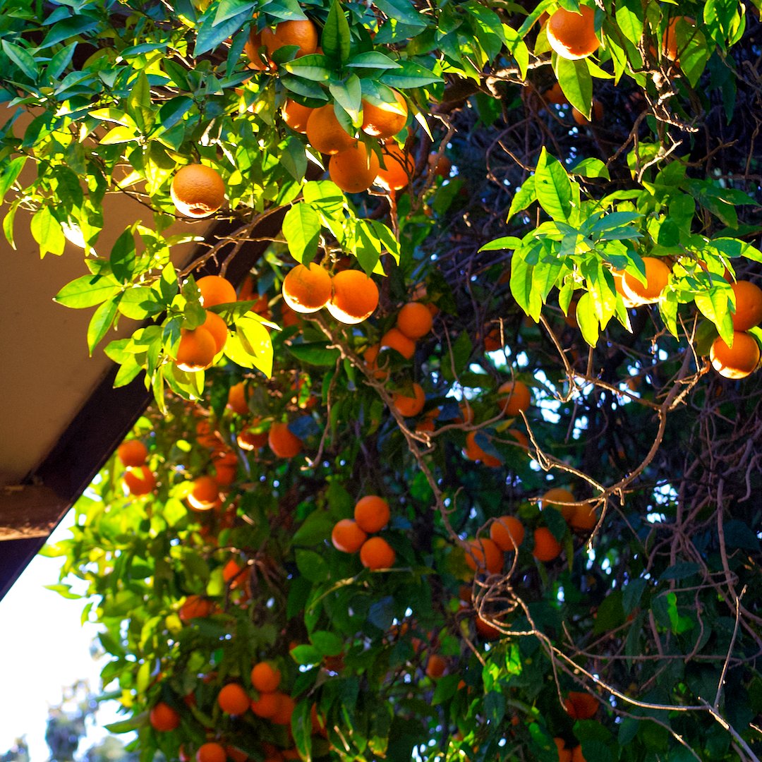 Abro las ventanas para que ingrese el olor potente de las naranjas. Es una dulzura en el aire que viene acompañada de un color intenso. Es el aroma del tiempo.
