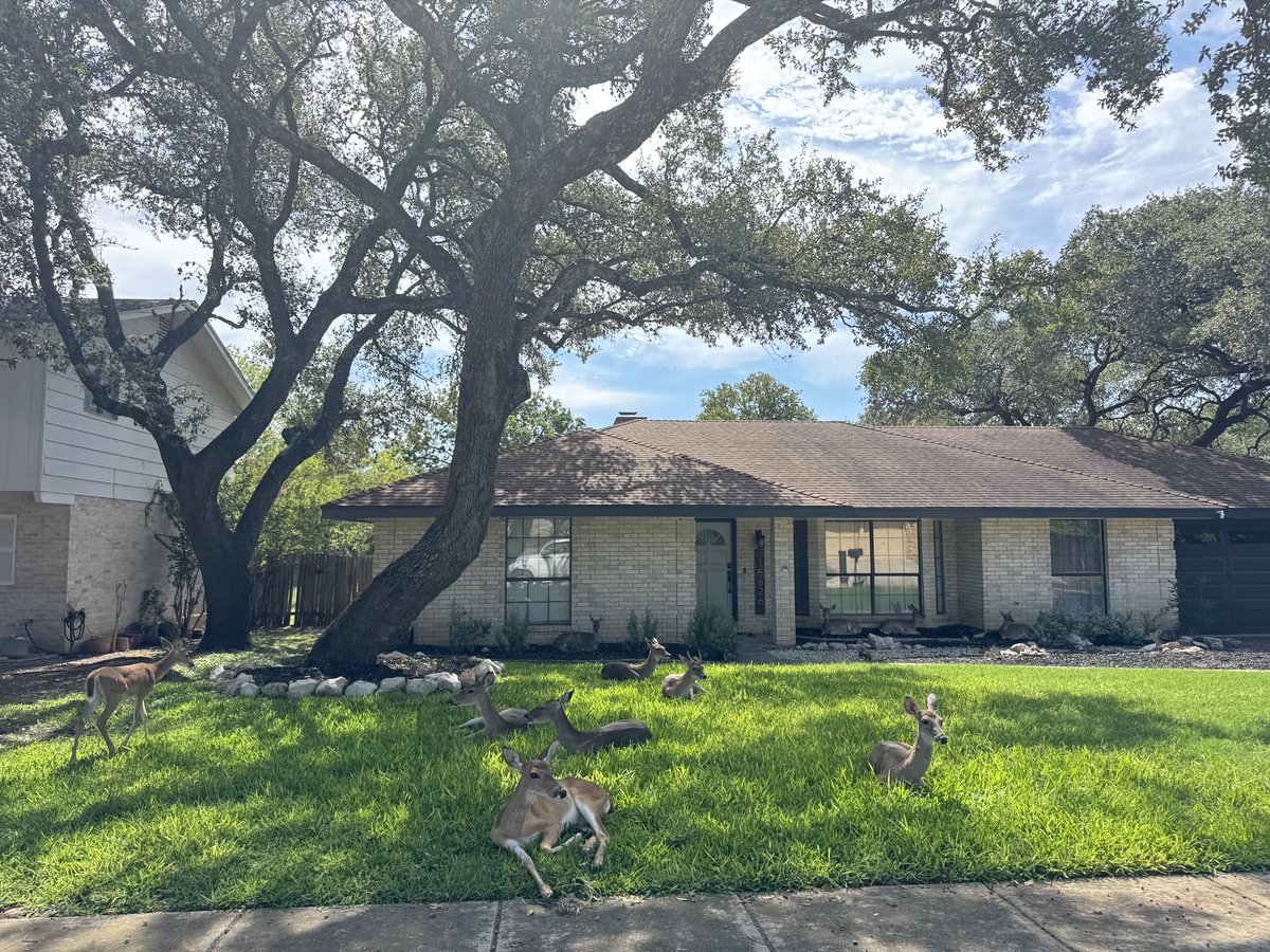 Some STRs have amenities such as pools, hot tubs, or firepits.
This one? Front yard deer lounge. 🦌