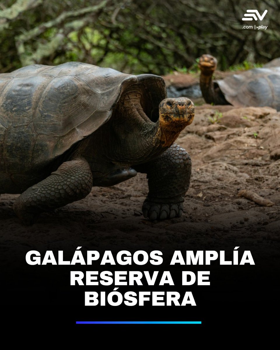 La reserva de biósfera de #Galápagos se amplía a más de 20 millones de hectáreas. 🐢🌱 La inclusión de la Reserva Marina Hermandad, fortalece la conservación y protege especies marinas amenazadas. 💻 bit.ly/46JuAWa