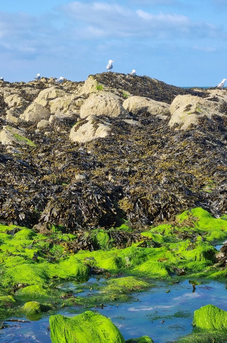 Moss reminds us that nature endures, adapting to every surface it touches. This soft layer holds moisture, nurtures life &amp; protects the ground beneath. Even the smallest growth can transform hard places into flourishing ecosystems
Thegreenplan.ie