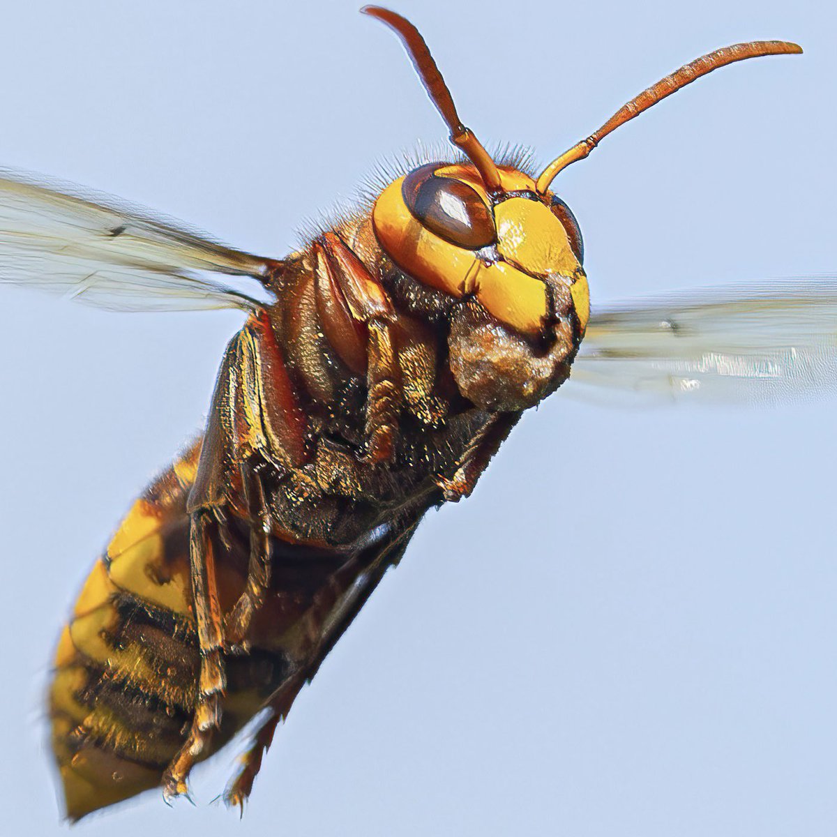 macro_action's tweet image. Stuffing
European hornet with food
Canonh R5 and 180mm f3.5L
SS1/3200 F5 ISO1250